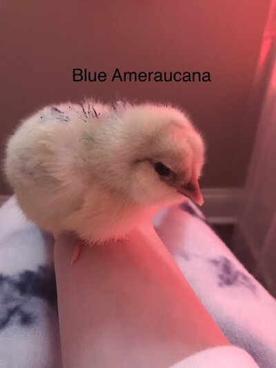 1F425800-1852-4DFA-B504-2238D022C093.jpeg