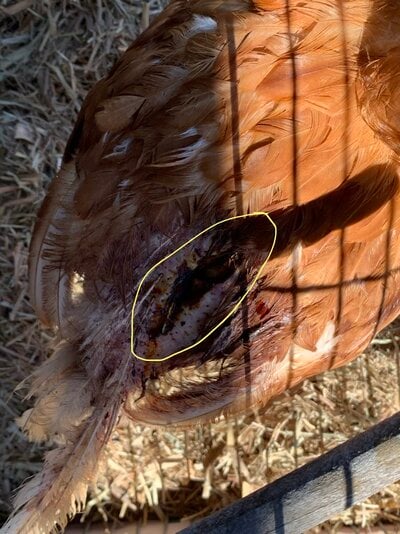 Hens pecked a hole in her back, how can I heal her??