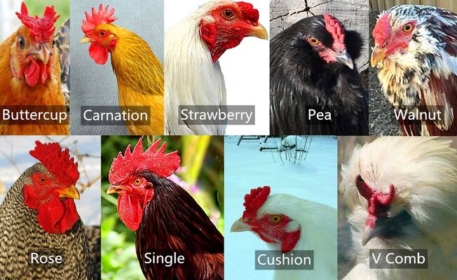 chicken-comb.jpg