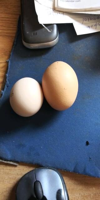 BA egg vs BO egg.jpg