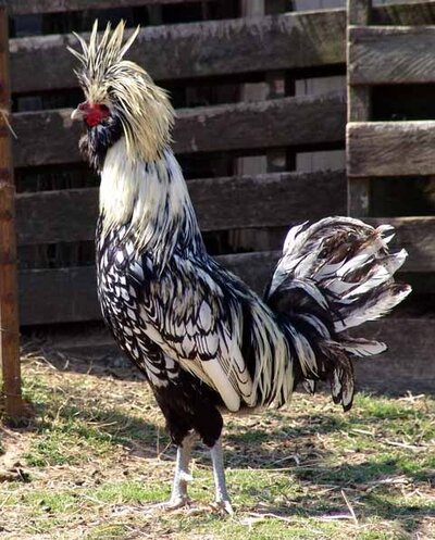 BEAUTIFUL-Polish-chicken-breed..jpg