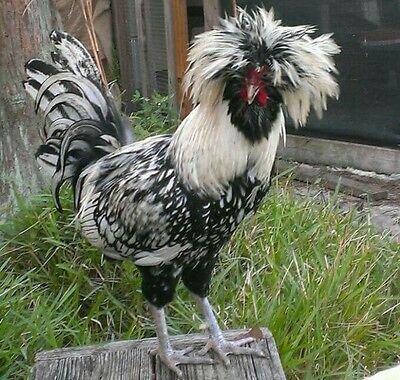 6-Silver-Lace-Polish-chicken-hatching-eggs.jpg