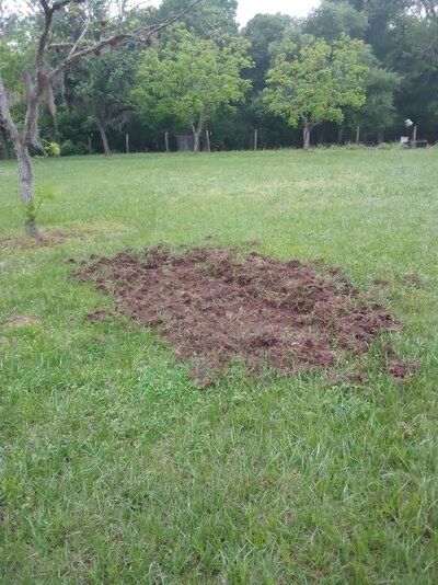 hogs1.jpg hogs1.jpg