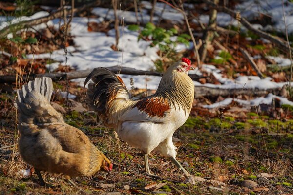 EasterEggerChickens-snow.jpg