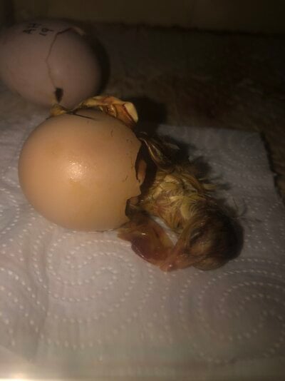 Chick is hard covered in yolk