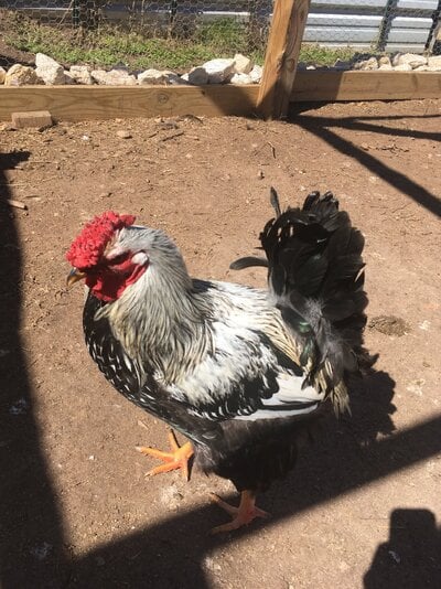 Silver Laced Wyandotte Rooster.JPG