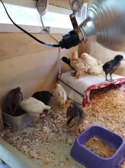 2021 Chicks - 0416 Brooder (1).jpg