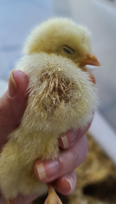 sick chick 042121.jpg