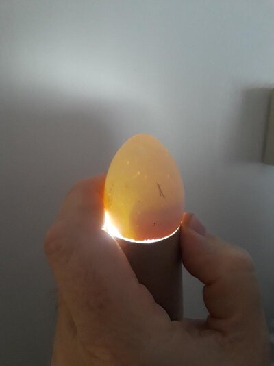 egg 1a.jpg