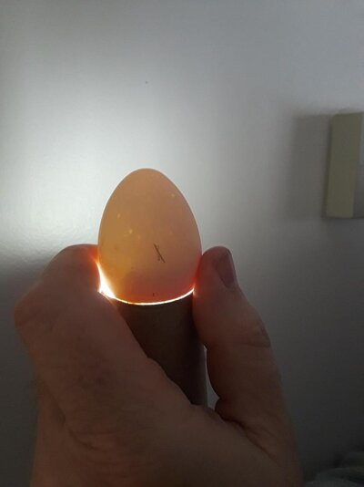 egg 1b.jpg