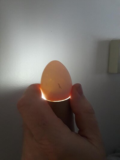egg 1c.jpg