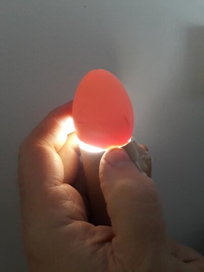 egg 2.jpg
