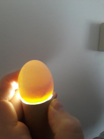 egg 3a.jpg