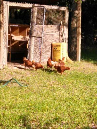 Chickens out 1.jpg