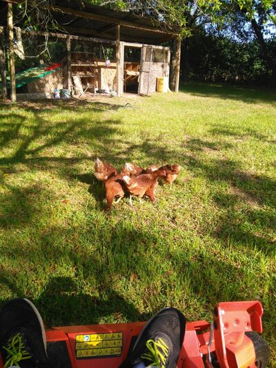 Chickens out 2.jpg