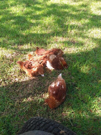 Chickens dirt bath.jpg