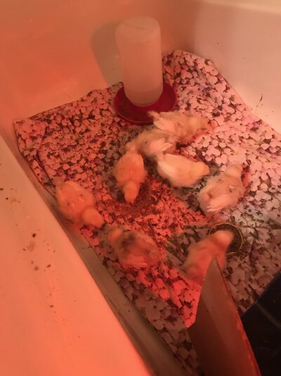 Chicklets a week old summer 2020.jpg
