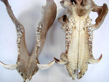 pig_teeth.jpg