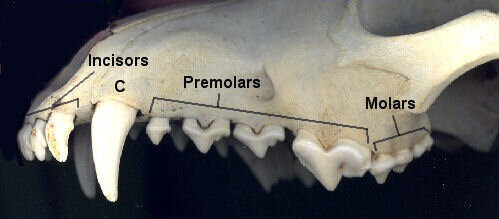 dentitionuppers.jpg