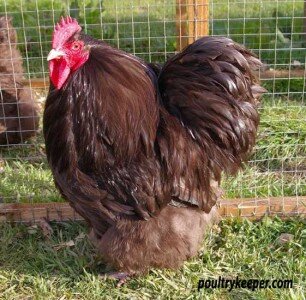 Chocolate-Orpington-Bantam-Matt-Hanson-306x300.jpg