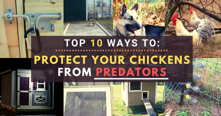 Top 10 Ways to Protect Your Chickens from Predators