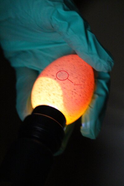 Egg 1.1 labelled.jpg