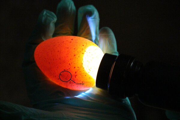 Egg 4.1 labelled.jpg