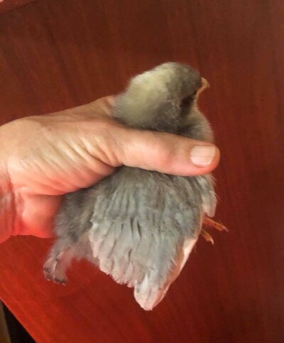 blue chick.jpg