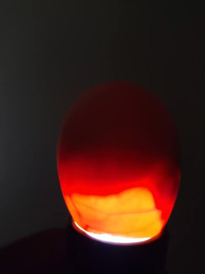 egg4.jpg