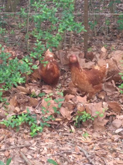 Free Range 2.jpg