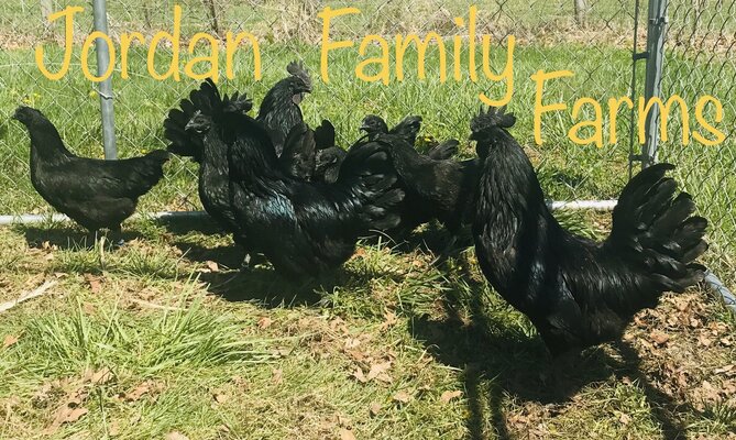 My Coop Jordan Family Farms