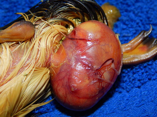 DSCN5496.JPG