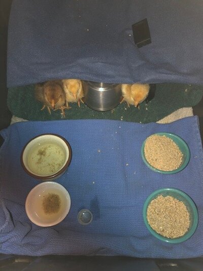 Chicks w HP 1.jpg