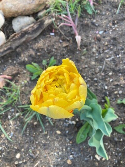 lone tulip.jpg
