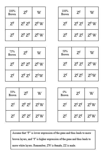 Chicken Punnet Squares.jpg