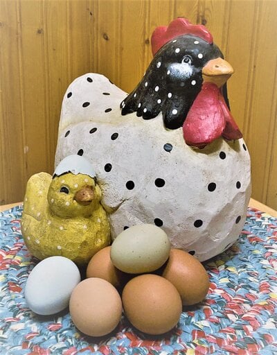 Chicken Eggshell Color Genetics