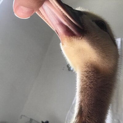 F112367E-83F9-4F45-B2B5-5E2B7FDDC50C.jpeg