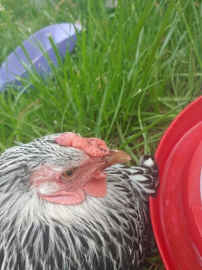 Sick hen with pale comb