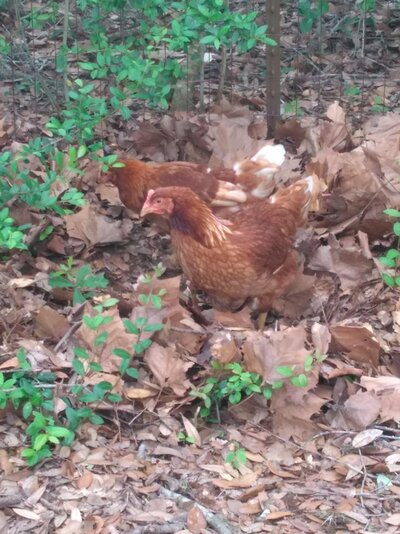 Free Range 1.jpg Free Range 1.jpg