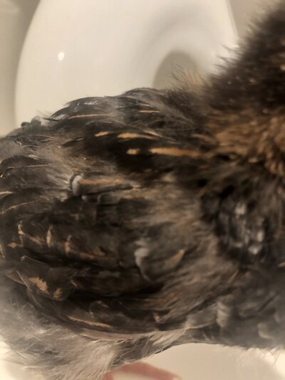 C8C57D06-9107-4073-BE11-CBE406C063F4.jpeg