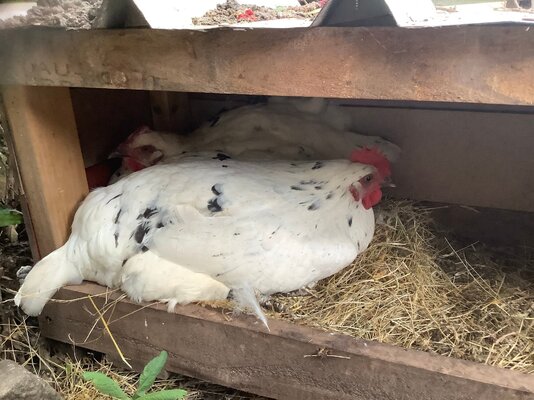 Two White Hens.jpg Two White Hens.jpg