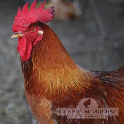McMurrayHatchery-Red-Leghorn-Rooster.jpg