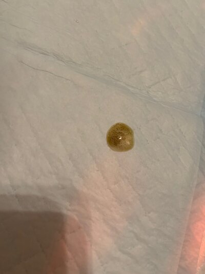 Poop3.jpg