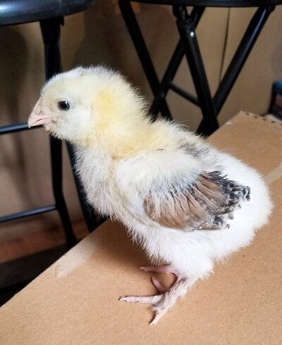 chick two.jpg