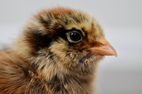 Mystery Chick - 1 (2).jpeg