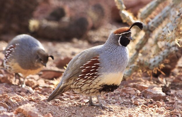 gambels-quail-colored-plumage-foraging-desert-820x525.jpg