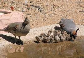 quail family.jpg