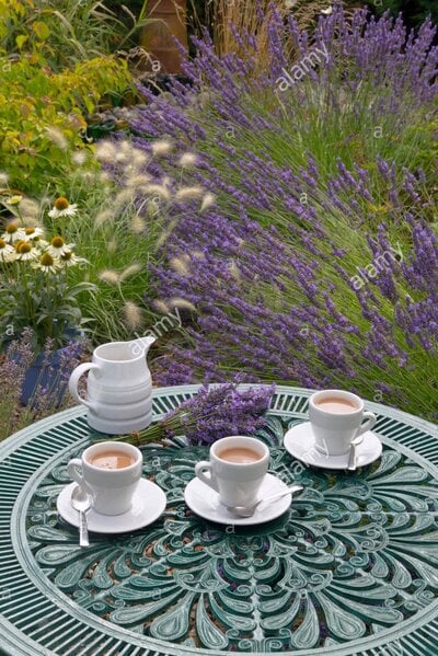 lavender-and-morning-coffee-in-garden-setting-F04AP2 (2).jpg
