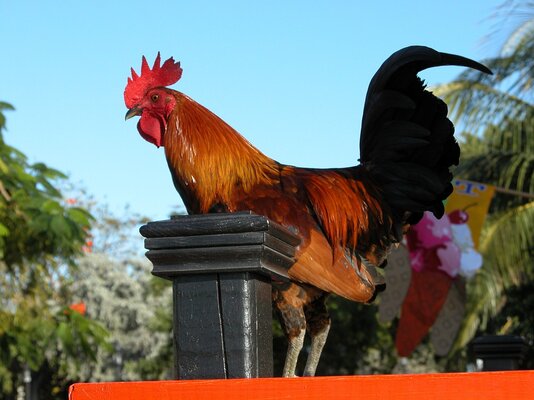 rooster_1572967899.jpg