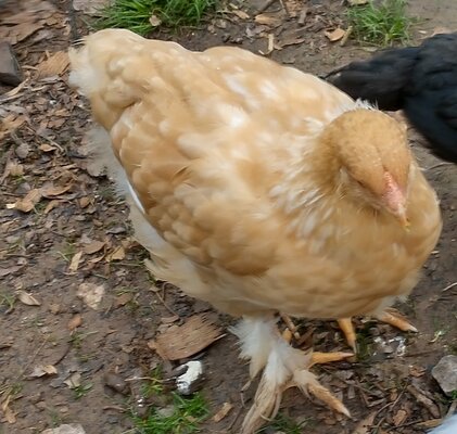 Cockerel? Pullet?